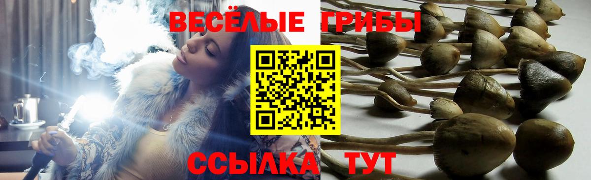 Псилоцибиновые грибы GOLDEN TEACHER  Псилоцибиновые грибы Psilocybine cubensis  где продают   Вход с VPN  Ивантеевка 